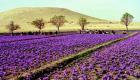 20120211-p_Taliouine.jpg 20120211-p_Taliouine.jpg