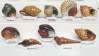 coquillages.jpg coquillages.jpg