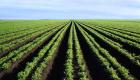 13_terres_agricoles.jpg 13_terres_agricoles.jpg