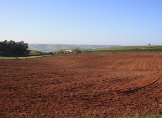 Productivité agricole : L’Afrique remercie le Maroc et ses engrais