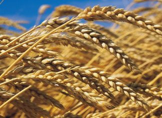 Importations de blé : Le Maroc multiplie par 4,5 les droits de douane