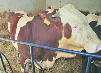Fièvre aphteuse : Le Maroc se protège de… l’Algérie