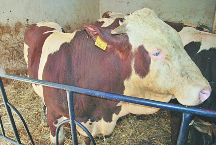 la fièvre aphteuse bovine