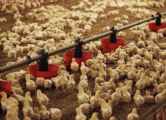 Aviculture : Le démenti catégorique des services sanitaires marocains