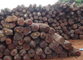 Trafic forestier : Le Maroc forme des agents