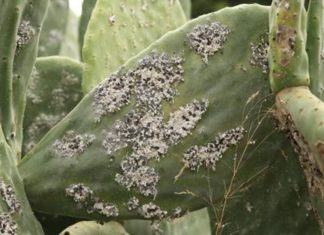 Cochenille du Cactus : Le Maroc lance une assistance d’urgence pour l’éradication