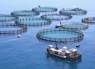 Aquaculture : 600 MDH d’investissements dans le Nord du Maroc