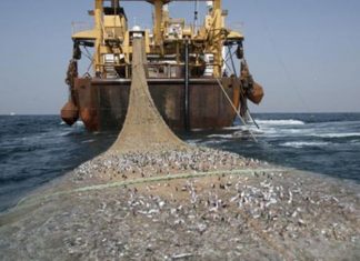 Pêche : La production marocaine frôle les 7 MMDH en 2016