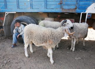 Officiel : Aid el Adha célébré le vendredi 1er septembre au Maroc