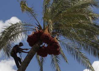 Dattes : Le Maroc 1er client de la Tunisie