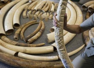 Afrique de l’Est : Saisie record d’Ivoire en 2016