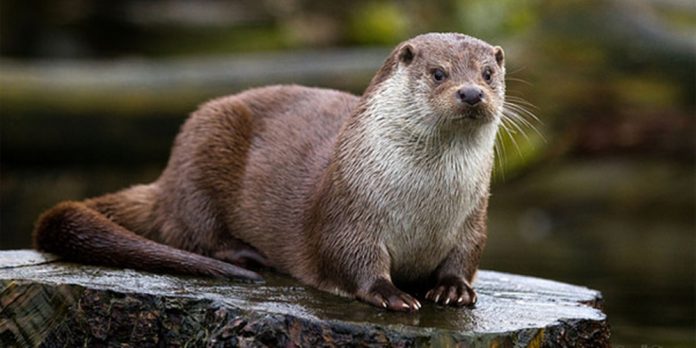 loutre