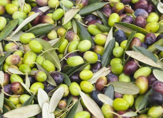 Olives : La production marocaine atteint un record historique