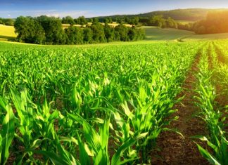 Grande Bretagne/Brexit : Le Maroc parle agriculture avec la NFU