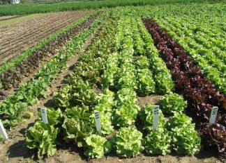 Secteur agricole : 6,85 MMDH d’investissements à Casablanca-Settat