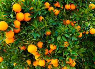 Agrumes : Vers une production record au Maroc