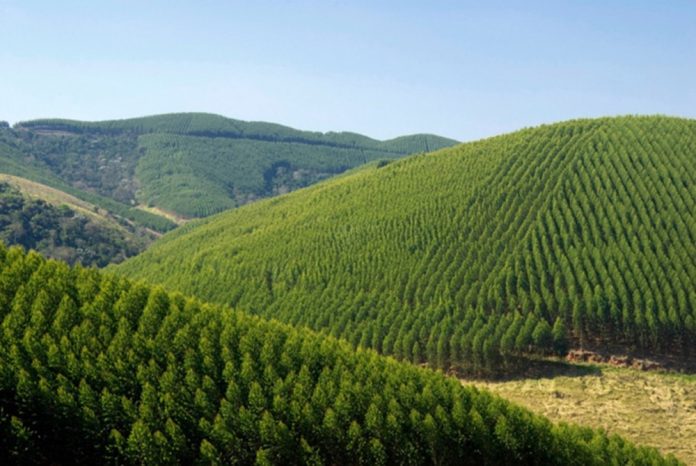 arbre plantation