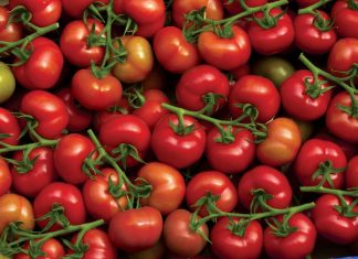 Agriculture : Le Maroc fournisseur N°1 de l’UE en tomates