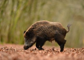 Chasse : Le Maroc se protège contre les sangliers
