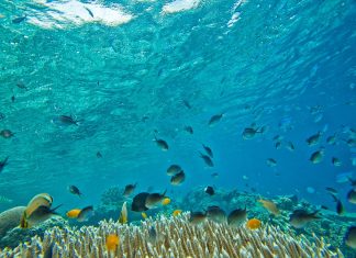 Ecosystèmes marins : Le Maroc accueille un workshop international