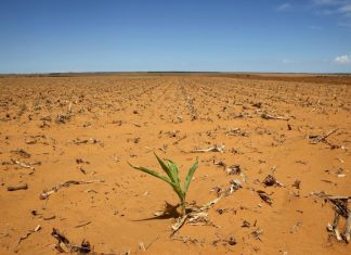 Afrique du Sud : Le pays déclare la sécheresse ‘‘catastrophe nationale’’