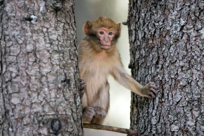 singe atlas