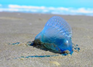 Plages marocaines : Alerte aux méduses, les autorités entrent en jeu