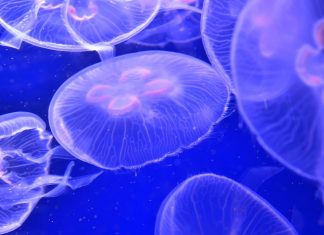 Plages marocaines : Alerte aux méduses, les autorités entrent en jeu