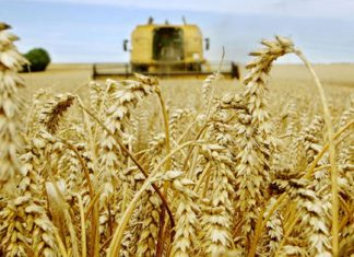 Récolte céréalière : Un financement spécial en faveur des coopératives agricoles marocaines