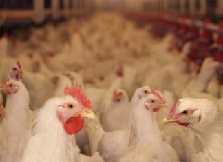 Secteur avicole : Le Marocain Zalar Holding se déploie au Sénégal