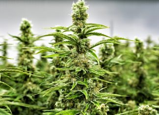 L’ONU prend une décision importante concernant le cannabis