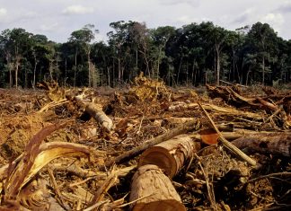 Déforestation : La Côte d’Ivoire mise 12 milliards
