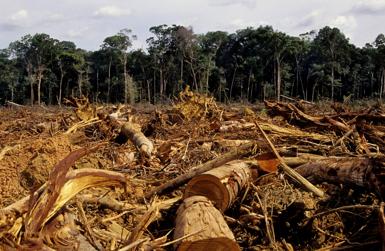 dissertation la deforestation en cote d'ivoire