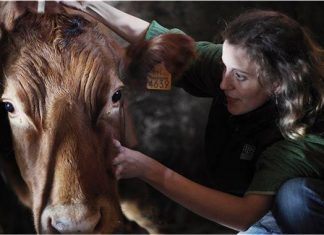 Antibiorésistance : L’OIE réunit les plus grands spécialistes du monde à Marrakech