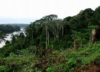 Afrique de l’Ouest : Création d’un consortium pour la surveillance de la forêt équatoriale