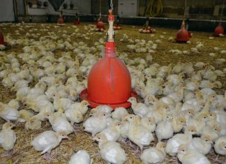 Aviculture : 25 pays représentés au Salon de Casablanca
