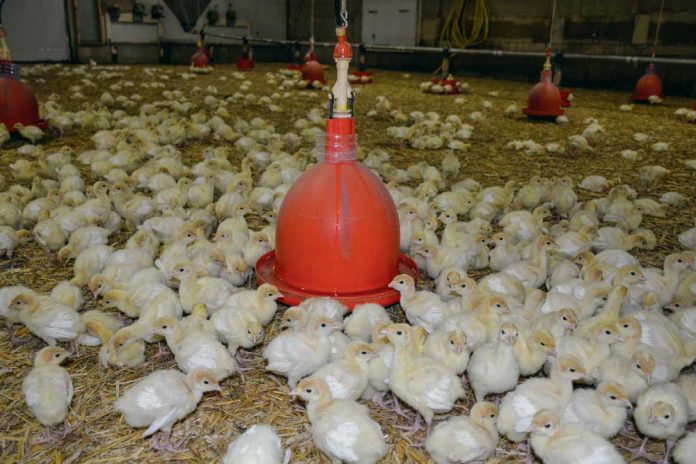 Aviculture