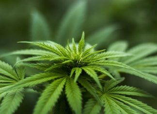 Cannabis : La France franchit un 1er pas vers la légalisation