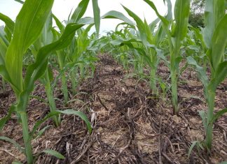 Activité agricole/Maroc : La production se poursuit et couvre largement les besoins