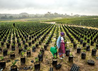 Sénégal : 61,5 millions de dollars pour le secteur agricole