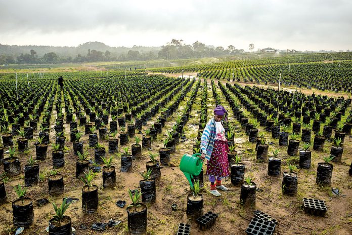 secteur agricole senegal