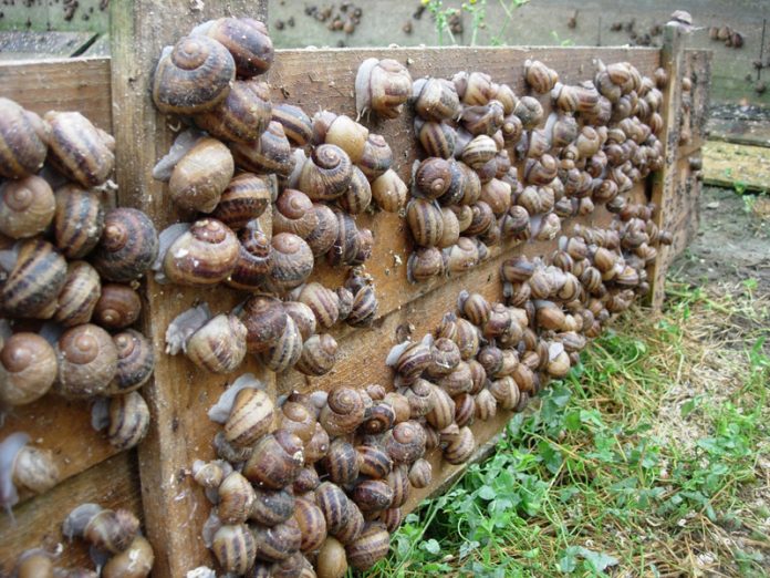 Elevage-d-escargots-M.-Devaux-800x600