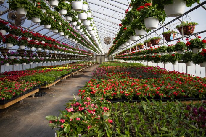 horticulture