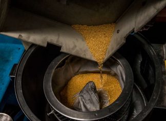 Ouganda : L’or supplante le café et devient la principale source de devises du pays