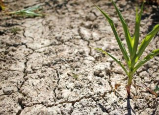 Kenya : La sécheresse réduirait de 1 point la croissance économique en 2019