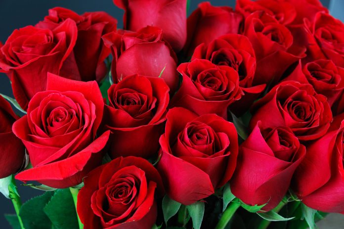 Roses fraîches
