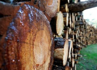 Gabon : Suspension de plusieurs responsables suite à la disparition de containers de bois précieux