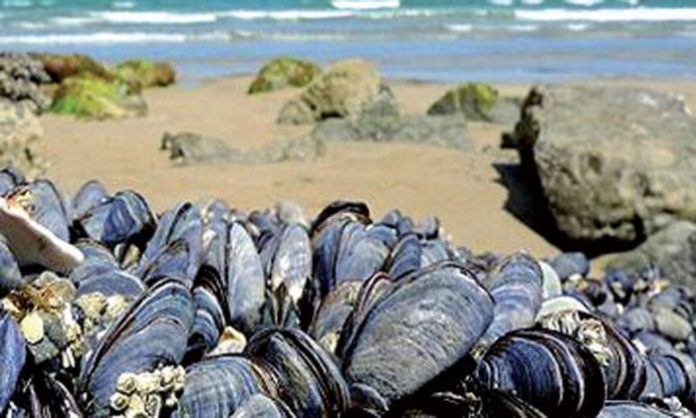 coquillage