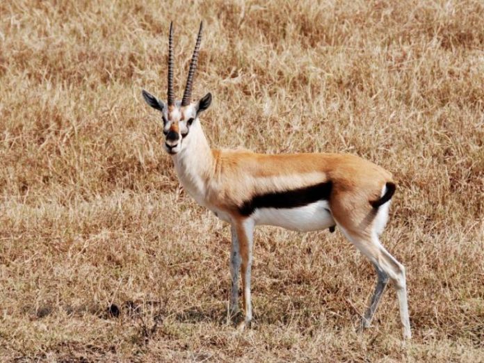 faune