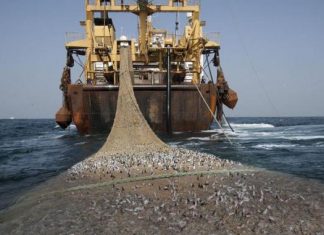 Kenya : L’Etat interdit les activités de pêche au large de la côte près de la Somalie